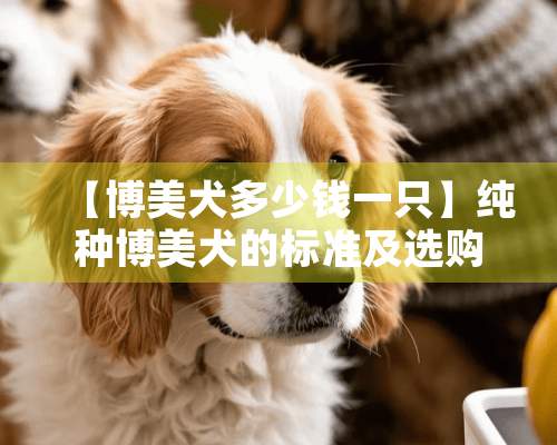 【博美犬多少钱一只】纯种博美犬的标准及选购注意事项