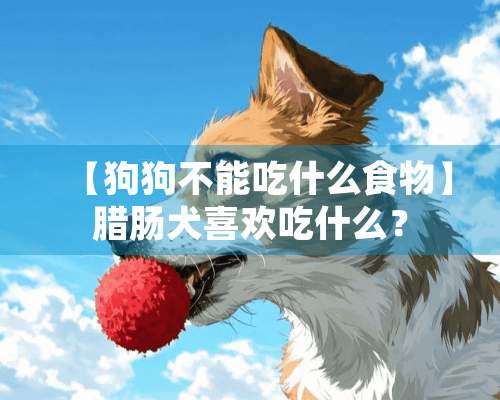 【狗狗不能吃什么食物】腊肠犬喜欢吃什么？