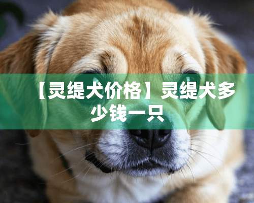 【灵缇犬价格】灵缇犬多少钱一只