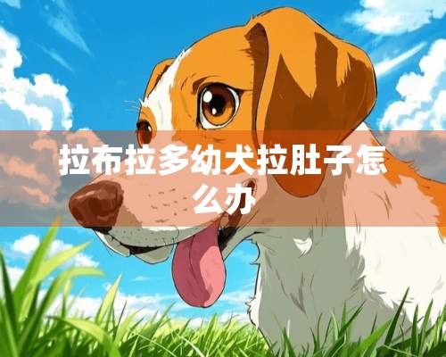 拉布拉多幼犬拉肚子怎么办