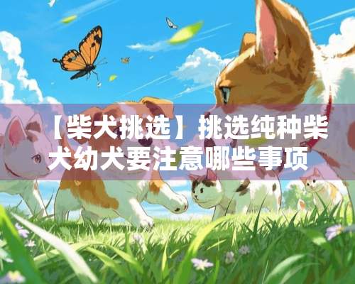 【柴犬挑选】挑选纯种柴犬幼犬要注意哪些事项？