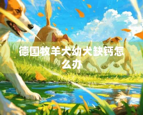 德国牧羊犬幼犬缺钙怎么办