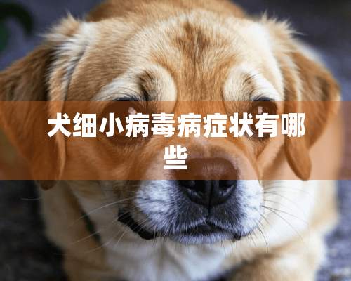 犬细小病毒病症状有哪些