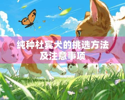 纯种杜宾犬的挑选方法及注意事项