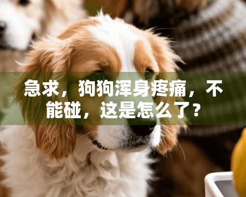 急求，狗狗浑身疼痛，不能碰，这是怎么了？