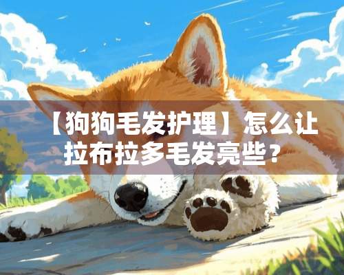 【狗狗毛发护理】怎么让拉布拉多毛发亮些？