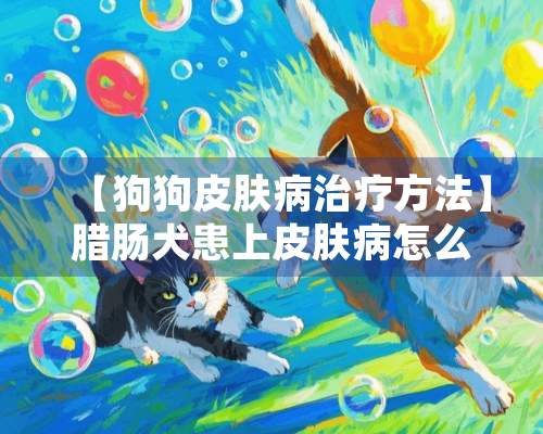 【狗狗皮肤病治疗方法】腊肠犬患上皮肤病怎么办？