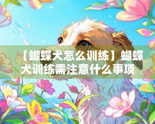 【蝴蝶犬怎么训练】蝴蝶犬训练需注意什么事项？