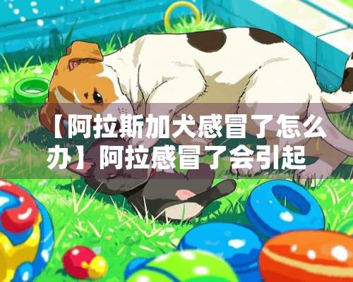 【阿拉斯加犬感冒了怎么办】阿拉感冒了会引起哪些疾病？