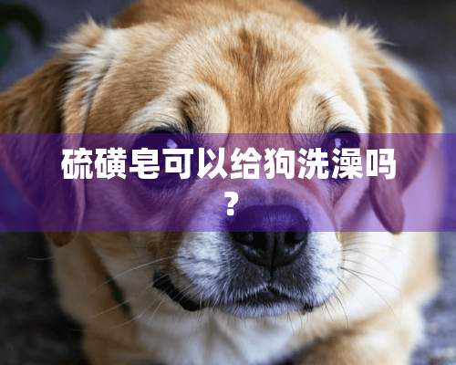 硫磺皂可以给狗洗澡吗？