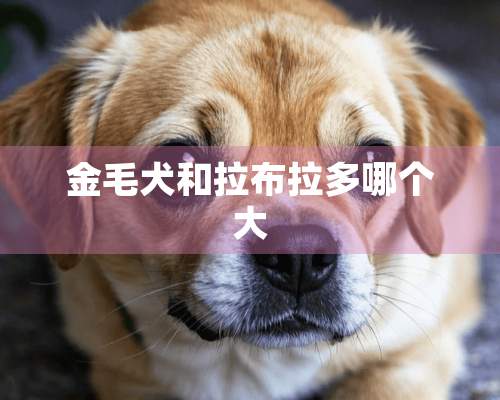 金毛犬和拉布拉多哪个大