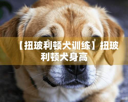 【扭玻利顿犬训练】扭玻利顿犬身高