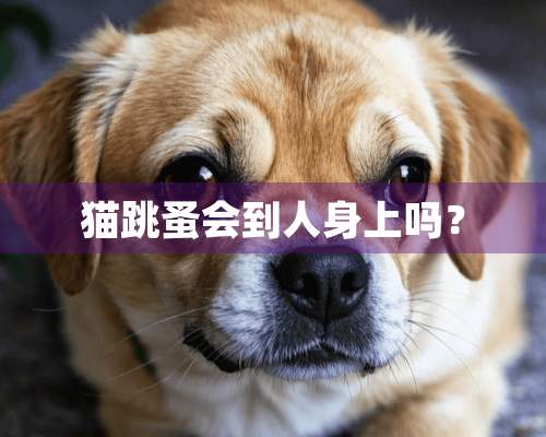 猫跳蚤会到人身上吗？