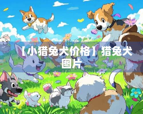 【小猎兔犬价格】猎兔犬图片