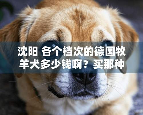 沈阳 各个档次的德国牧羊犬多少钱啊？买那种比较合适~