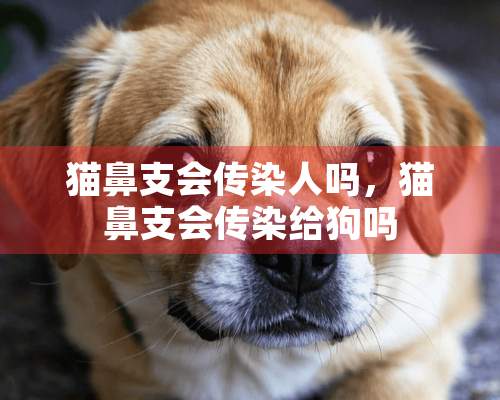 猫鼻支会传染人吗，猫鼻支会传染给狗吗