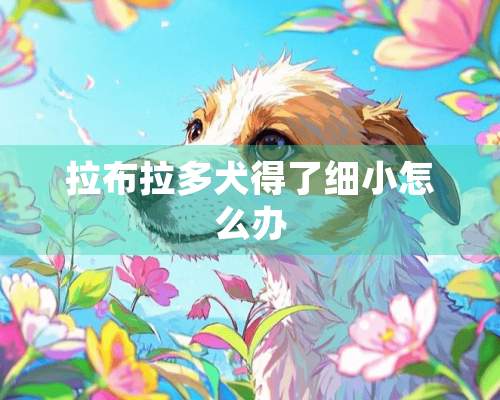 拉布拉多犬得了细小怎么办