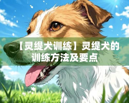 【灵缇犬训练】灵缇犬的训练方法及要点