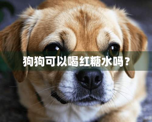 狗狗可以喝红糖水吗？