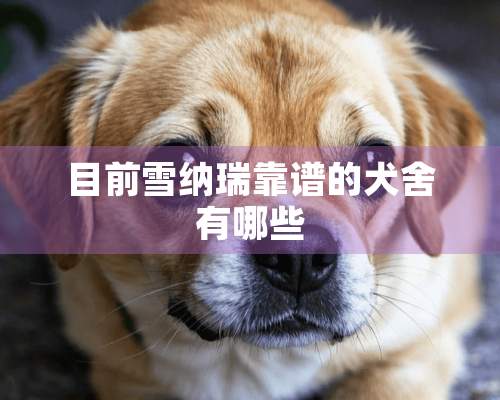 目前雪纳瑞靠谱的犬舍有哪些