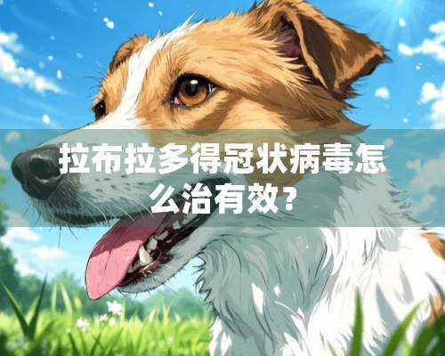 拉布拉多得冠状**怎么治有效？