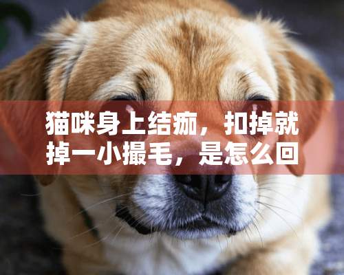 猫咪身上结痂，扣掉就掉一小撮毛，是怎么回事？