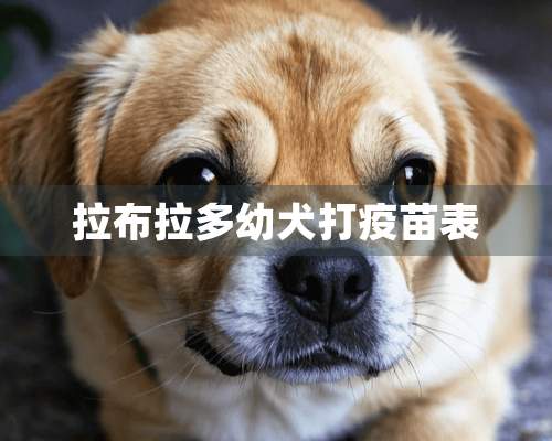 拉布拉多幼犬打**表