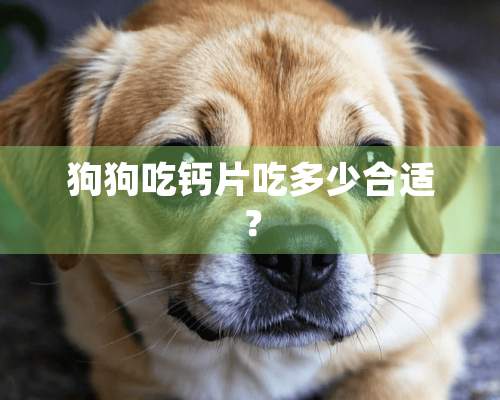 狗狗吃钙片吃多少合适？