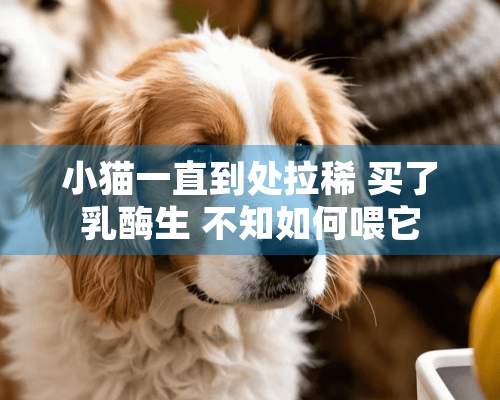 小猫一直到处拉稀 买了乳酶生 不知如何喂它