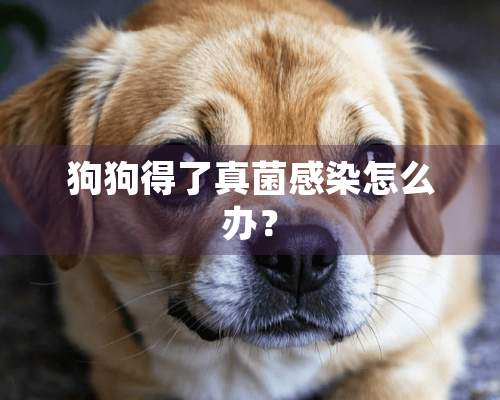 狗狗得了真菌感染怎么办？