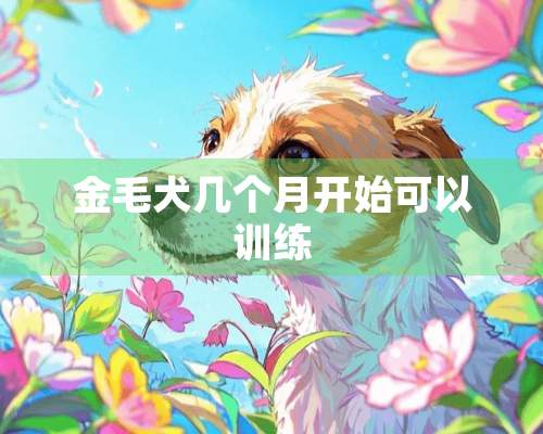 金毛犬几个月开始可以训练