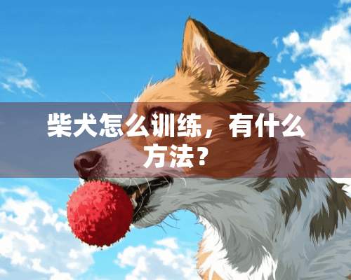 柴犬怎么训练，有什么方法？