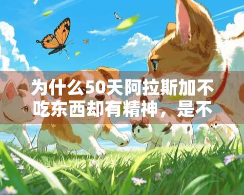 为什么50天阿拉斯加不吃东西却有精神，是不是生病了，有没有关系