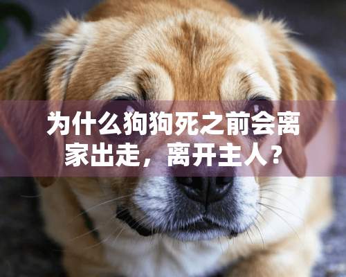 为什么狗狗死之前会离家出走，离开主人？