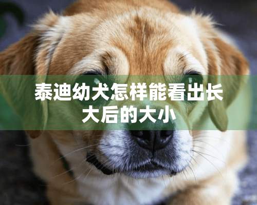 泰迪幼犬怎样能看出长大后的大小