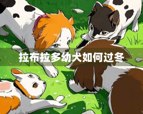 拉布拉多幼犬如何过冬