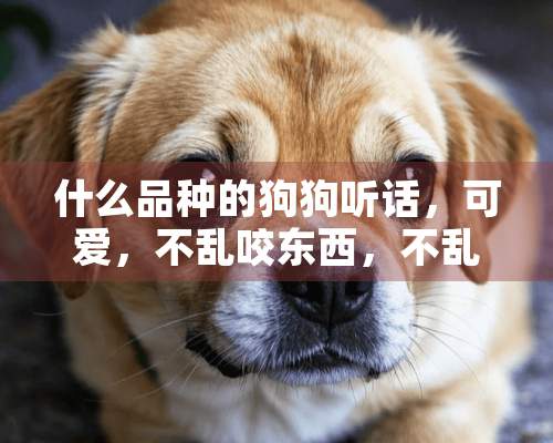 什么品种的狗狗听话，可爱，不乱咬东西，不乱叫，不咬人？