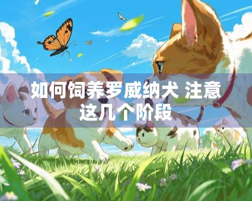 如何饲养罗威纳犬 注意这几个阶段