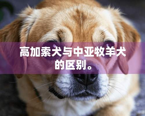 高加索犬与中亚牧羊犬的区别。