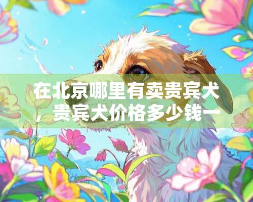 在北京哪里有卖贵宾犬，贵宾犬价格多少钱一只？