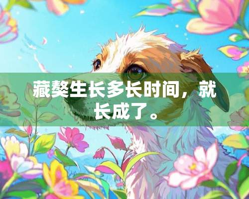 藏獒生长多长时间，就长成了。