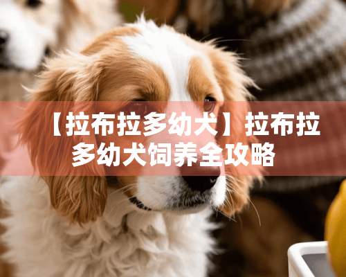 【拉布拉多幼犬】拉布拉多幼犬饲养全攻略