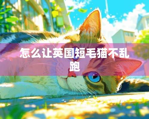 怎么让英国短毛猫不乱跑