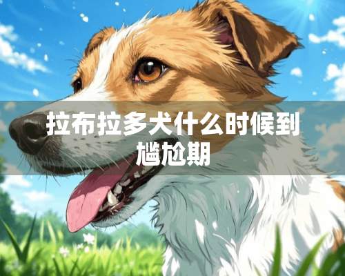 拉布拉多犬什么时候到尴尬期