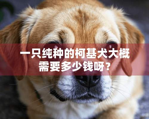 一只纯种的柯基犬大概需要多少钱呀？