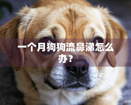 一个月狗狗流鼻涕怎么办？