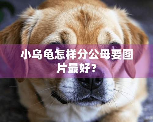 小乌龟怎样分公母要图片最好？