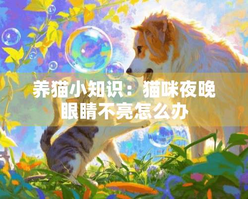 养猫小知识：猫咪夜晚眼睛不亮怎么办