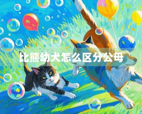 比熊幼犬怎么区分公母