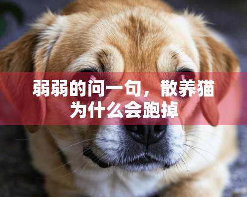 弱弱的问一句，散养猫为什么会跑掉